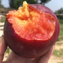 黑桃苗黑桃皇后树苗黑妹桃苗桃树苗嫁接苗地栽盆栽南北方当年结果