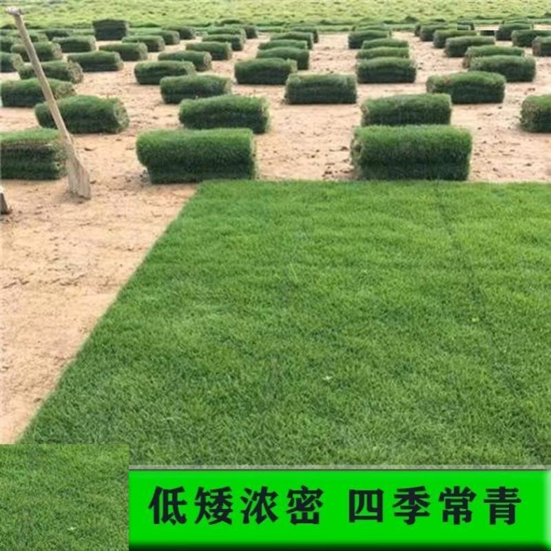 草皮真草带泥土别墅庭院绿化草耐旱马尼拉四季青工程绿化草坪