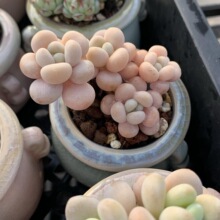 小多肉超萌名贵稀有拇指盆迷你盆栽带盆多肉植物盆栽小老桩