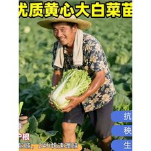 �ײ����S�Ĵ�ײ˻���������������n�S�����m�����ﶬ�ͺ��߲���