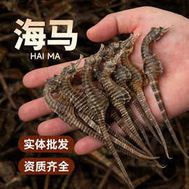 正品海马溯源码水产干货海货膨腹海马煲汤泡酒滋补品中药批发