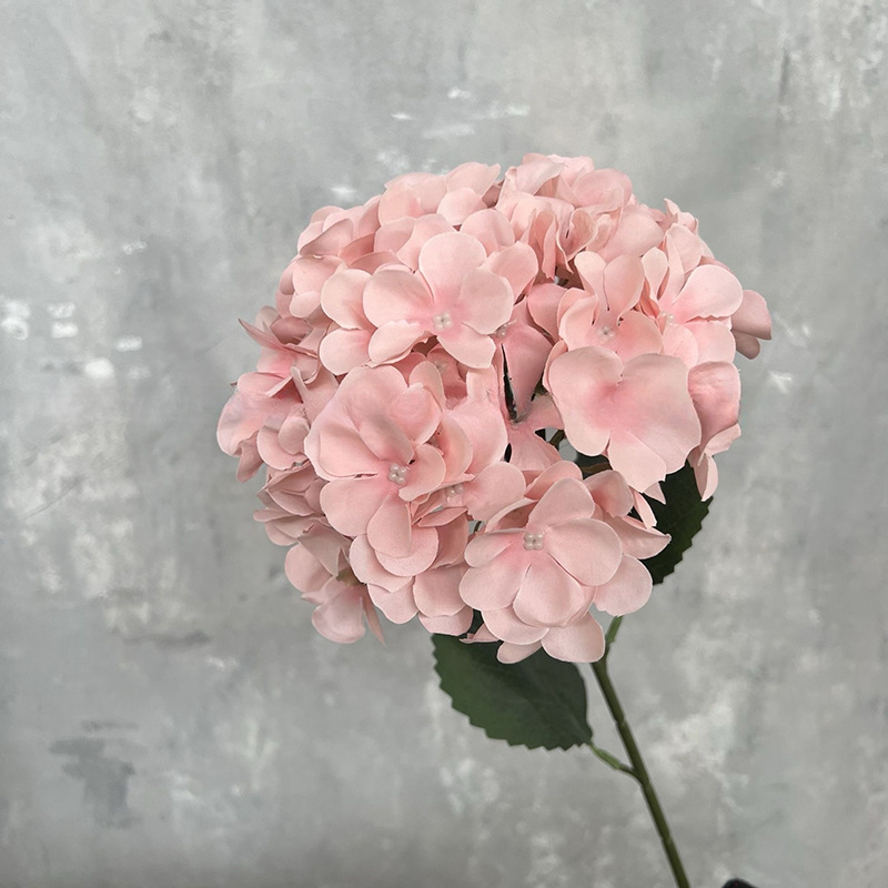 싱글 대형 수국 - 라이트 핑크