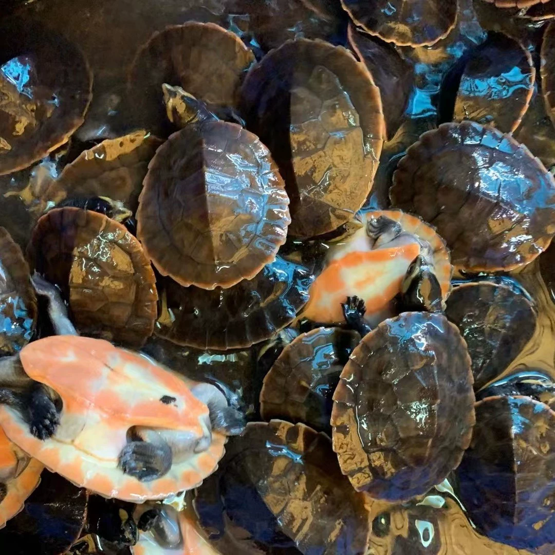 Бразильская черепаха Китайская трава линия трава фаза рука Краб желтый ухо карта Южный камень пламя Жемчужная черепаха вылупления черепаха яйцо вермикулит