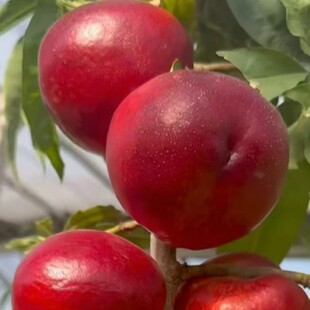 �޽ӹ����������ϱ����Nֲ���Ե��������������Ʒ�Ҙ���