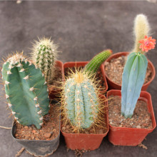 ������ֲ������ľ���� ����ɳ��С���� �{���҃��_���Gֲ�޽��쾰