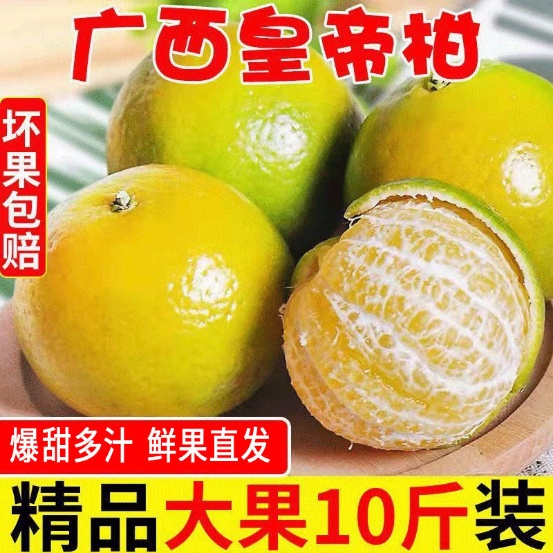 广柑斤新鲜水果贡柑/斤柑橘薄皮批发橘子桔子