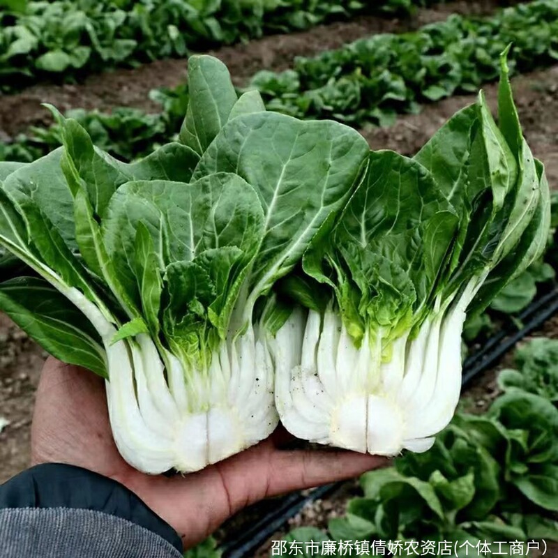 Snow White Dwarf Bok Choy Seeds, Four-Season Small Cabbage, Cream Cabbage, Balcony Vegetables, Four-Season Vegetable Seeds