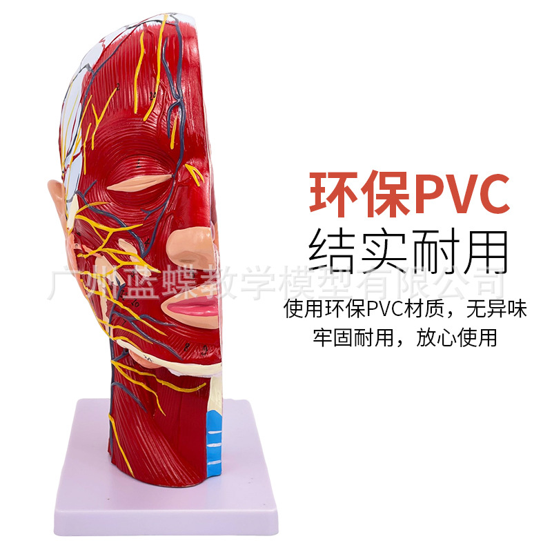 ͷ��ǳ�� �� Ѫ�ֲܷ�ģ�� ����ͷ������ ͷ­���ʹ���Ѫ��ģ��