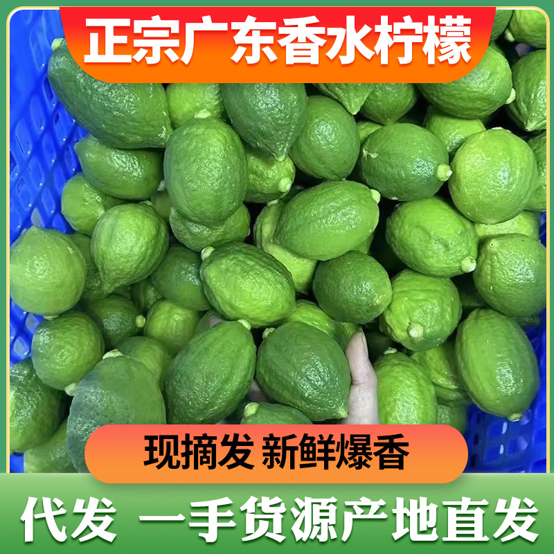 广东香水柠檬新鲜一级果柠檬茶奶茶店用薄青柠檬水果批发一件代发