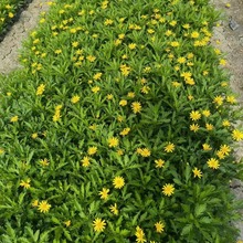 木春菊苗园林绿化地被批发