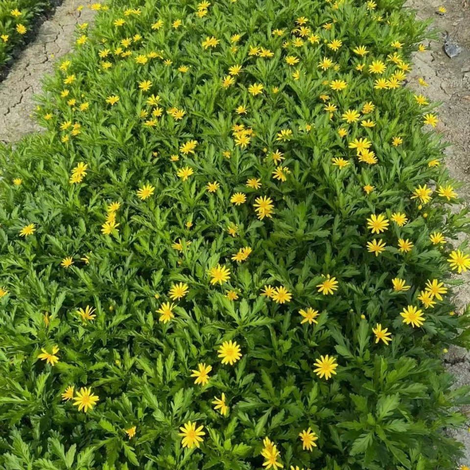 Деревянные рассада хризантем для ландшафтного покрытия оптом