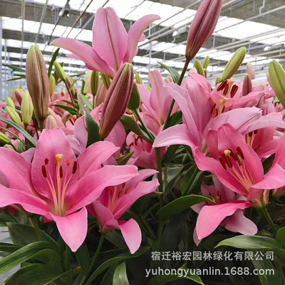 荷兰香水百合种球 多色系园艺种球百合花 香水百合苗带芽量大优惠|ru