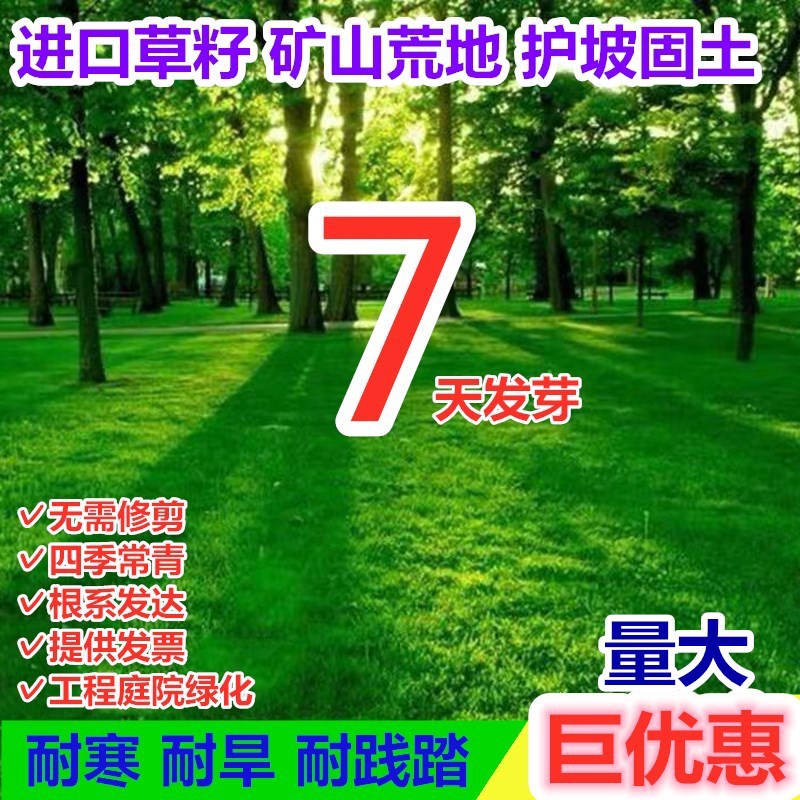 坪种子庭院别墅绿化护坡籽四季常青马尼拉黑麦耐寒皮种籽