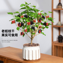 ɣ�����Ԙ����^�p�����̨ͥԺ���B����Y���޽��ͺ��Gֲɣ���ϱ�