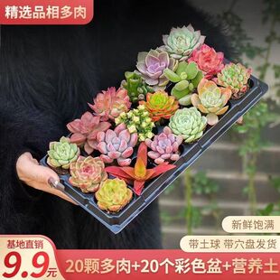 ���� ����ֲ��M������ ���w����ֲ�� �ҵ� ��¶�Gֲ��������