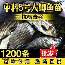 背高中科淡水鱼苗工程五号鲫鲫鱼鱼养殖鲤鲫湘云鲫鱼苗默认其他