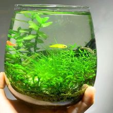 生态瓶免打理微景观玻璃鱼缸小型水培水草籽植物真草造景生态