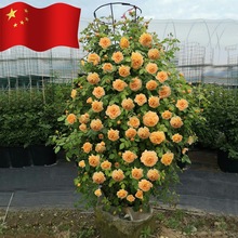 һ�����l�ٱ��¼�����������ֲ��W���ش�ͥԺ�Nޱ���������¼���