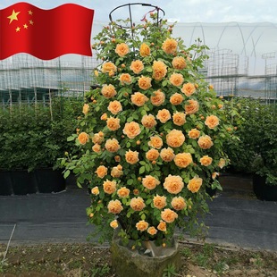 һ�����l�ٱ��¼�����������ֲ��W���ش�ͥԺ�Nޱ���������¼���