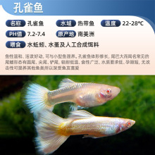 孔雀鱼怀孕母临产精品观赏鱼大肚小型热带淡水好养活胎生凤尾繁殖