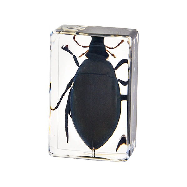 4.5CM small dragon louse