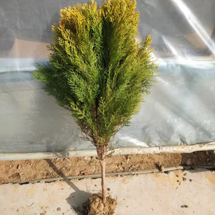 Dropshipping Courtyard Greening Plants, Golden Cypress Saplings, Bonsai Materials, Golden Cypress Saplings, Evergreen Pine All Year Round