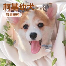 柯基幼犬超萌小短腿活体的宠物狗狗双血统双色三色柯基纯种小型狗