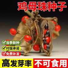 ��˼�ӷN���uĸ�麣�t�����˶��N����˼����ȸ�������t����N��