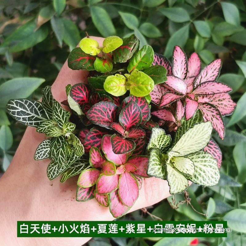 苔藓微景观水陆缸生态缸小植物网纹草蕨类创意迷你植物造景材料