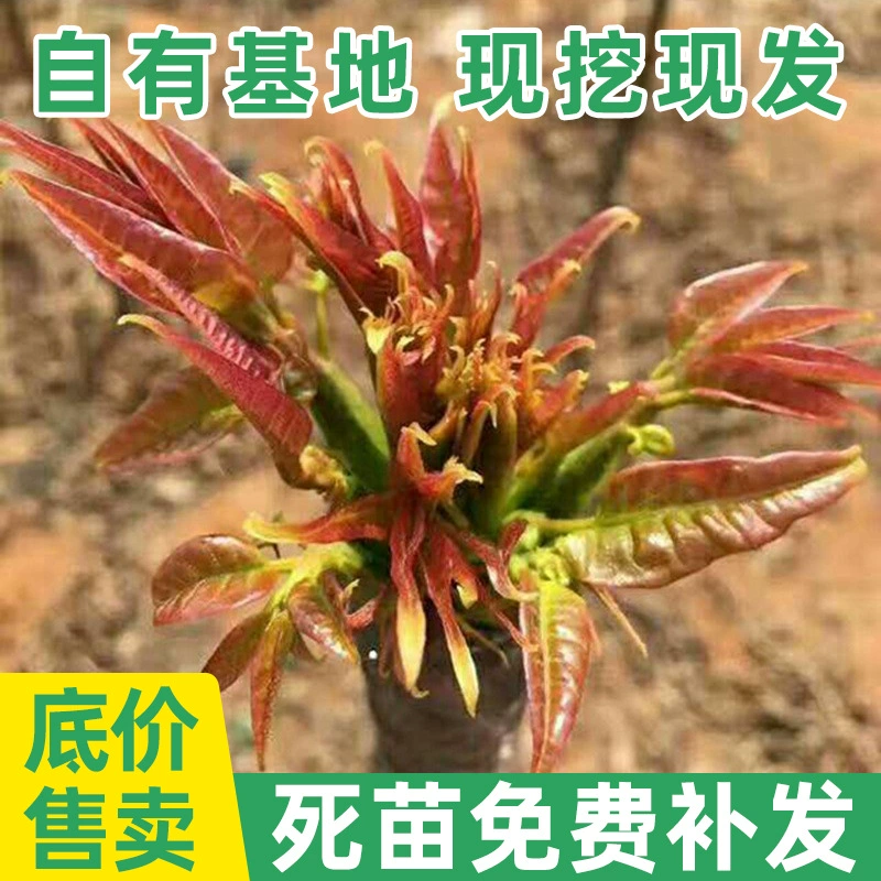 База Оптовая Южная и Северная Посадка Саженцы Toona sinensis в горшке Саженцы Toona sinensis Саженцы красного масла Toona sinensis