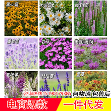 一件代发花种子矢车菊硫华菊松果菊马鞭草百日草波斯菊牵牛花桔梗