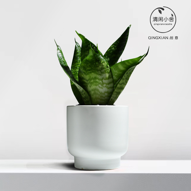 planta verde de orquídea de tigre, planta de aire purificado interior, orquídea de tigre, resistencia a la sombra, buena conservación de orquídea holandesa, planta de mesa en maceta