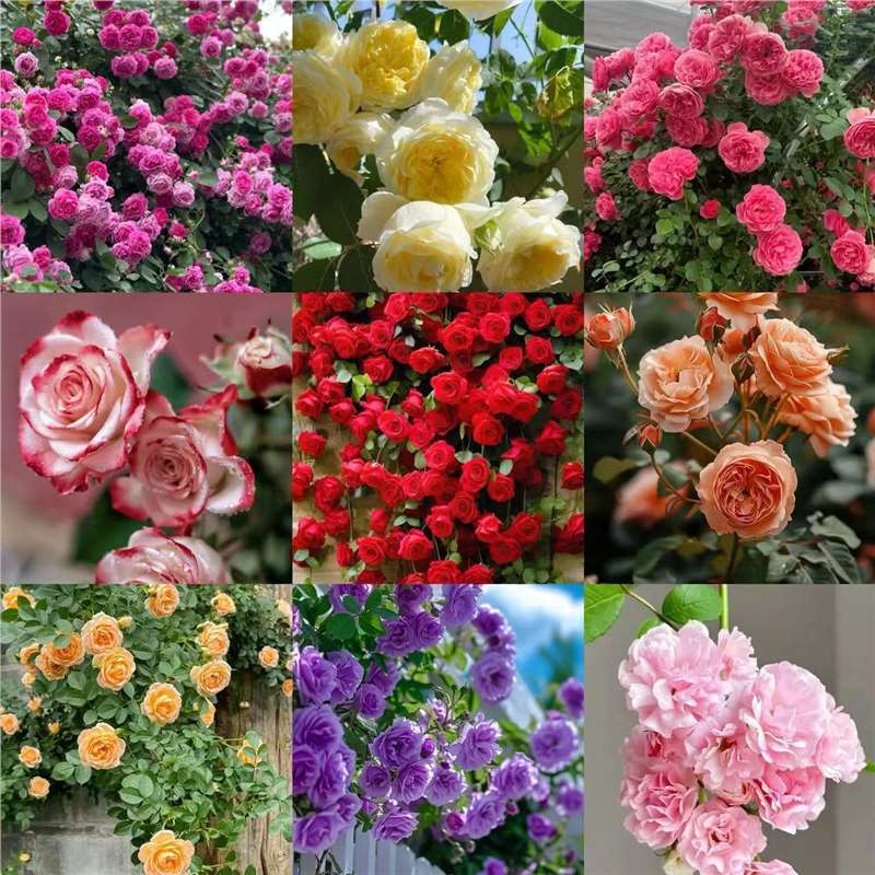Semillas de flor de rosa, flores grandes, rosas, enredaderas, semillas de flores de rosas, cuatro estaciones, jardín, enredaderas, plantas trepadoras, semillas de flores