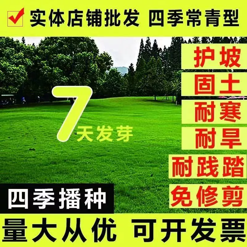 Морозостойкие и засухоустойчивые семена газонов, всесезонные зеленые семена газонной травы, не требующие обрезки, семена травы для защиты склонов вилл во дворе.