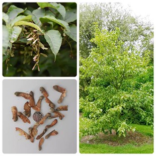 ��ľ�N����ե�ʷN�����r���l��ͥԺ�e���G����ľ���󃞸߳�ѿ��