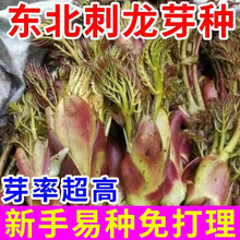 ����ѿ���Ӵ�ȫ��������������ѿ����ѿ����ԭװ���Ӵ�ȫ��������