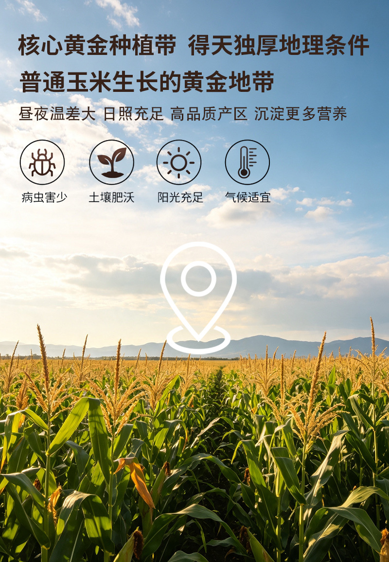Roasted Corn Flour Yu Mi Fen Zea mays Instant Breakfast Powder 500g Food Grade Bulk preparation