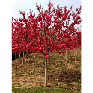 ͥԺ�^�p�һ��t�~���Ҙ������~�����繤�̾G�������~�҄e���L����