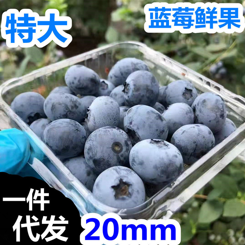 Yantai Blueberries Fresh Fruit Wholesale Special Large-Sized Fruit Air-Shipped from Shandong Domestic Product Yantai Blueberries Fresh Fruit Wholesale Special Large-Sized Fruit Air-Shipped from Shandong Domestic Product