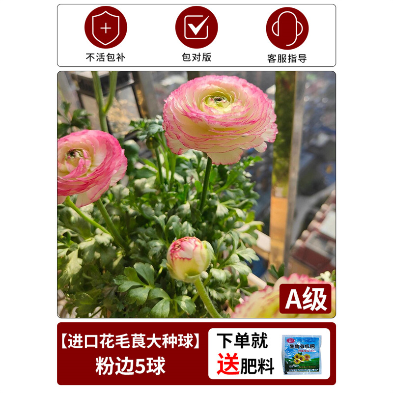 Anemone bulbs] 1 pink edge