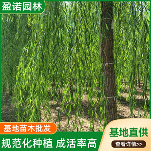 ��ľ�������l����С����@�־G�������Nֲ��z���z�^���̾G������