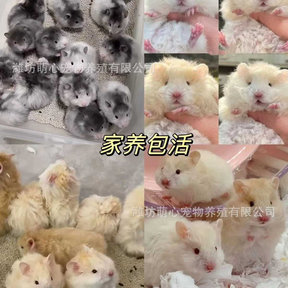 Полли Медведь полный ассортимент