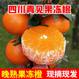 四川青见果冻橙10斤柑橘新鲜当季水果包邮桔子酸甜丑柑橘子代发