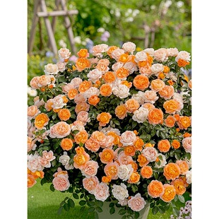 �����¼�1.2L������ͥԺ�̨�������Bֲ��õ�廨��༾�_��