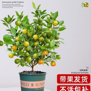 ��ۘ����Ԏ����l؛�ļ��_���Y����ʳ�ÿ͏d�̨ͥԺ�ͺ��͟���B