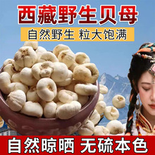 现货正宗西藏野生贝母严选苦味大颗粒藏贝母无硫熏干货非川贝