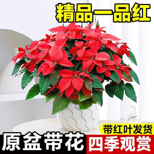 һƷ�t���Կ͏d�҃��ļ����B���������辰�}�Q�����b��r����Gֲ