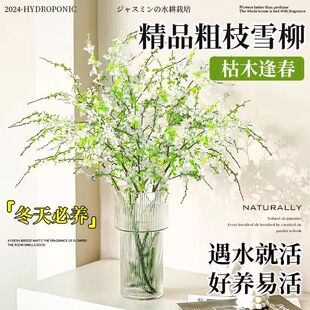 雪柳鲜枝干枝水养带花苞水培植物室内外盆栽高级枝条鲜切绿植插花-阿里巴巴