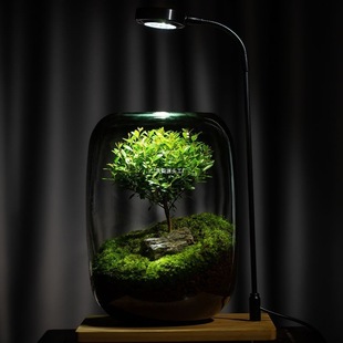Tree of Life Lazy People Fish Moss Micro Landscape Office Potted Dormitory Plant Desktop Ecological Bottle True