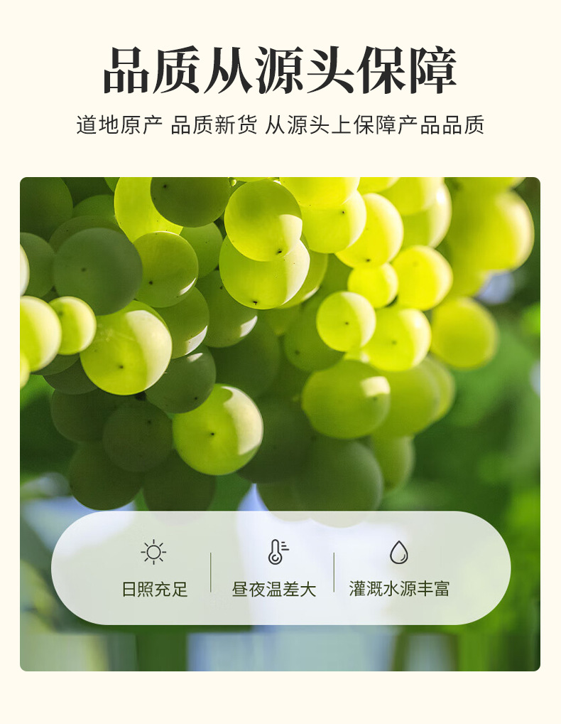 Raisins (Vitis vinifera) — Dried Seedless Grapes, Food-Herb Fruit for Teas, Congee & Tonics in use